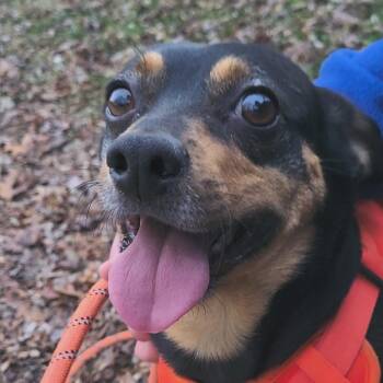 Chevy -  Miniature Pinscher Dog Available for Adoption in Rockville, Maryland - Chevy | PetCurious