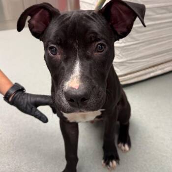 Buddy -  Terrier Dog for Adoption in Abilene, Texas - Buddy | PetCurious