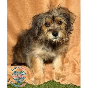 Cher -  Maltipoo and Schnoodle Dog for Adoption in Inglewood, California - Cher | PetCurious
