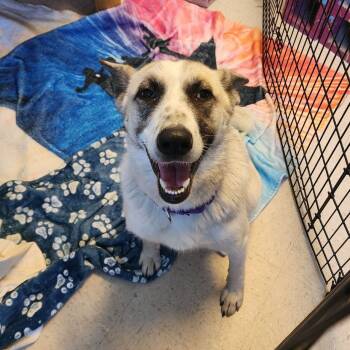 Rescue Anatolian Shepherd Dogs for Adoption in Austin, Texas - Bianca | PetCurious