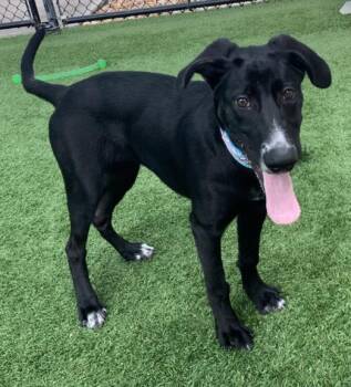 Rescue Labrador Retriever and Mixed Breed Dogs for Adoption in Sarasota, Florida - TISH | PetCurious