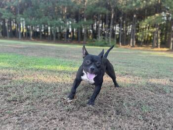 Rescue American Bully Dogs for Adoption in Greenbrier, Arkansas - Blackberry | PetCurious