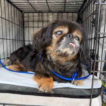 Edna -  Pekingese and Mixed Breed Dog for Adoption in Pearland, Texas - Edna | PetCurious