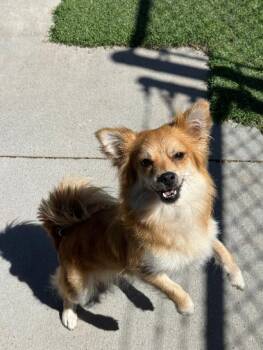 Sunnie -  Pomeranian and Chihuahua Dog for Adoption in Ulysses, Kansas - Sunnie | PetCurious