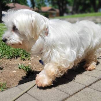Elizabeth Taylor -  Maltese Dog for Adoption in Campton Hills, Illinois - Elizabeth Taylor | PetCurious