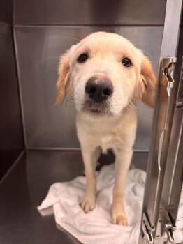 Daiquiri -  Labrador Retriever and Great Pyrenees Dog for Adoption in Statesboro, Georgia - Daiquiri | PetCurious