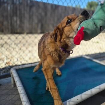 Ben -  Australian Cattle Dog Blue Heeler and Shepherd Dog for Adoption in Woodstock, Illinois - Ben | PetCurious