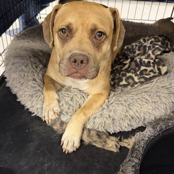 Sandy -  Boxer Dog for Adoption in Muldrow, Oklahoma - Sandy | PetCurious