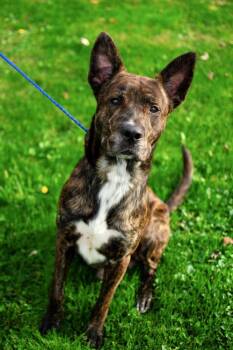 Briggs -  Shepherd Dog for Adoption in Frankfort, New York - Briggs | PetCurious