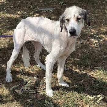 Rescue Great Pyrenees Dogs for Adoption in Saint Clair, Missouri - Mandy | PetCurious