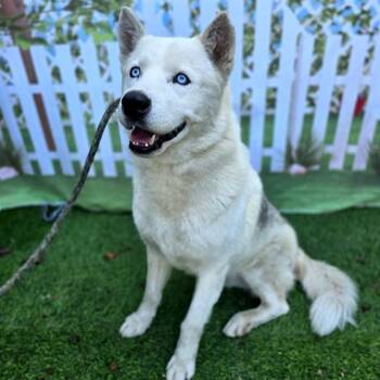 Husky Dogs Available for Adoption in Long Beach, California - GUNDERSON | PetCurious