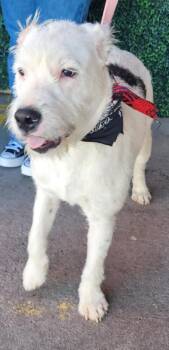 Rescue Terrier and Mixed Breed Dogs for Adoption in El Paso, Texas - Noodles | PetCurious