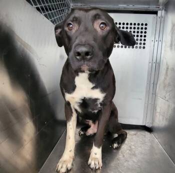 AYBIGDOG -  Labrador Retriever and Mixed Breed Dog for Adoption in Rowlett, Texas - AYBIGDOG | PetCurious