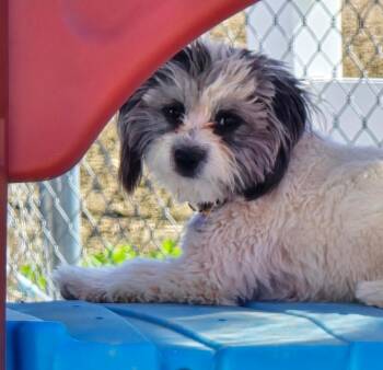 Beagle Dogs Available for Adoption in Ross, Ohio - Milo | PetCurious