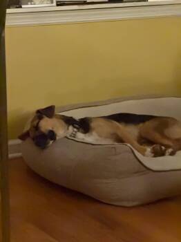 Apollo -  Mixed Breed Dog for Adoption in Ridgefield, Connecticut - Apollo | PetCurious