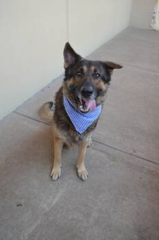 Snorlax -  German Shepherd Dog Dog for Adoption in Mckinney, Texas - Snorlax | PetCurious