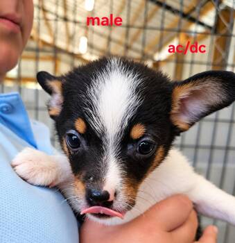 Ac/dc -  Mixed Breed Dog for Adoption in Panama City, Florida - Ac/dc | PetCurious