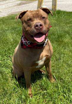 Bronson -  American Bulldog Dog for Adoption in Georgina, Ontario - Bronson | PetCurious