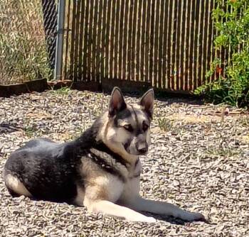 German Shepherd Dog Dogs Available for Adoption in Lodi, California - King | PetCurious