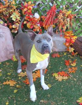 Rescue Pit Bull Terrier Dogs for Adoption in Oklahoma City, Oklahoma - BELLA 413115 | PetCurious