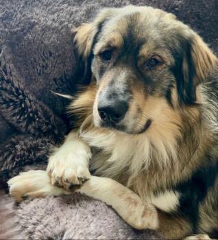 Bear -  Great Pyrenees and Australian Shepherd Dog for Adoption in Denver, Colorado - Bear | PetCurious