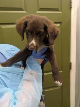 Galaxy -  Australian Shepherd Dog for Adoption in Kimberlin Heights, Tennessee - Galaxy | PetCurious