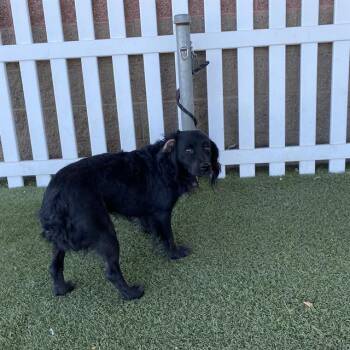 MOTLEY -  American Water Spaniel Dog for Adoption in Modesto, California - MOTLEY | PetCurious