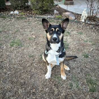 Rescue German Shepherd Dog Dogs for Adoption in Mustang, Oklahoma - Bandit | PetCurious