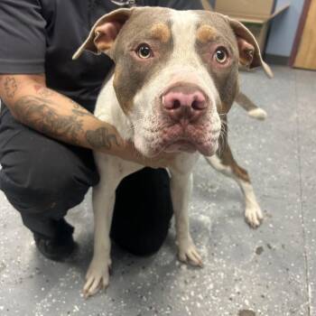 Lemon Curd -  Pit Bull Terrier Dog for Adoption in Saint Joseph, Missouri - Lemon Curd | PetCurious