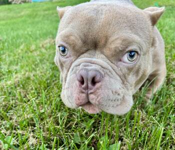 Oswald -  Bulldog Dog for Adoption in North Freedom, Wisconsin - Oswald | PetCurious