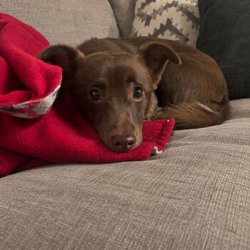 Kiwi -  Chihuahua and Terrier Dog for Adoption in Sonoma, California - Kiwi | PetCurious