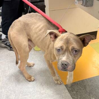 Mixed Breed Dogs Available for Adoption - Scrappy | PetCurious