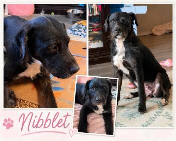 Nibblet -  Terrier Dog for Adoption in Zimmerman, Minnesota - Nibblet | PetCurious