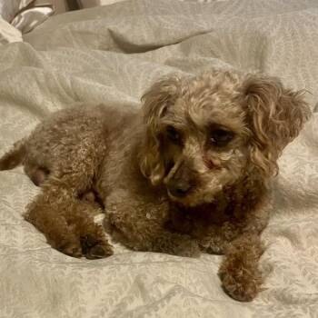 Poodle Dogs Available for Adoption - Chowder | PetCurious