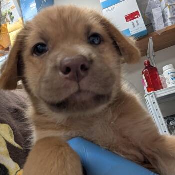 Rita -  Retriever Dog for Adoption in Parrish, Alabama - Rita | PetCurious