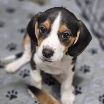 Rescue Beagle Dogs for Adoption in Myrtle Beach, South Carolina - Reese | PetCurious