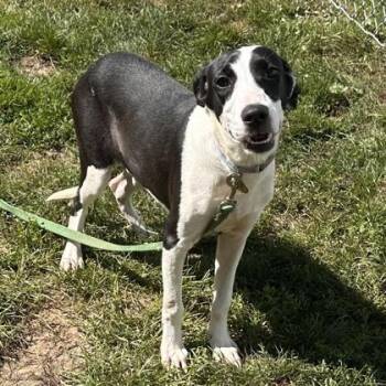 Ash -  Mixed Breed Dog for Adoption in Lansing, Michigan - Ash | PetCurious
