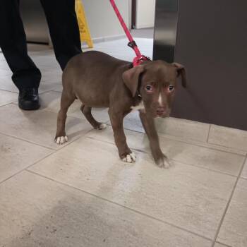 Pit Bull Terrier Dogs Available for Adoption in Northbrook, Illinois - Tripp | PetCurious