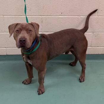 Rescue Mixed Breed Dogs for Adoption in Memphis, Tennessee - Chop | PetCurious