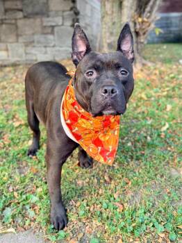 Batricia -  Pit Bull Terrier Dog for Adoption in Buffalo, New York - Batricia | PetCurious