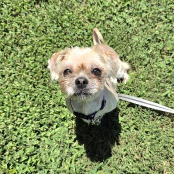 Abby -  Shih Tzu Dog for Adoption in Cleveland, Tennessee - Abby | PetCurious
