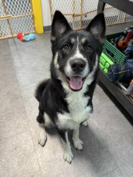 Rescue Akita and Siberian Husky Dogs for Adoption in Delhi, New York - Yuki | PetCurious