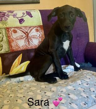 Sara Lonestar -  Labrador Retriever Dog for Adoption in Rockaway, New Jersey - Sara Lonestar | PetCurious