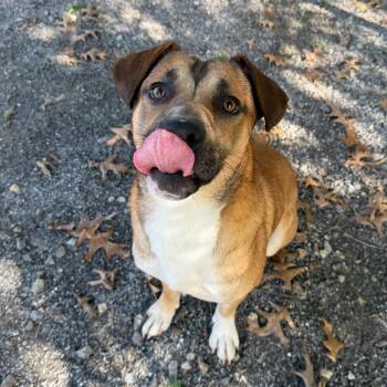 Mr. Squash -  Mixed Breed Dog for Adoption in Martinsville, Virginia - Mr. Squash | PetCurious