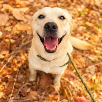 Mixed Breed Dogs Available for Adoption in Charleston, West Virginia - Marilyn Monroe | PetCurious