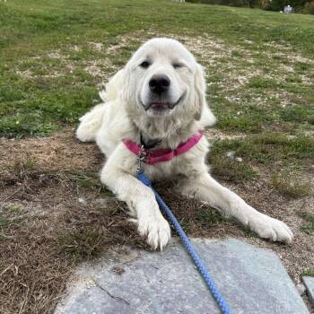 Judi *Foster Me* -  Great Pyrenees Dog for Adoption in Dover, New Hampshire - Judi *Foster Me* | PetCurious