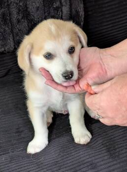Chihuahua Dogs Available for Adoption in Albuquerque, New Mexico - Butterscotch - PUPPY | PetCurious