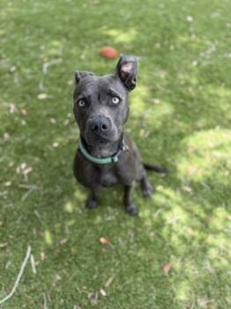 Pickle - 1 -  American Staffordshire Terrier and Mixed Breed Dog for Adoption in Daytona Beach, Florida - Pickle - 1 | PetCurious