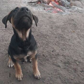 Rescue German Shepherd Dog and Mixed Breed Dogs for Adoption in Kansas City, Missouri - Snickers | PetCurious