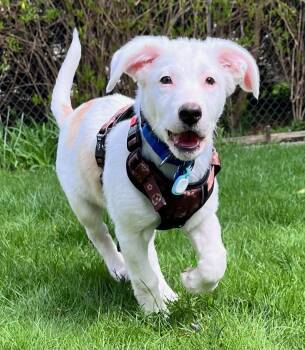 Australian Shepherd and Terrier Dogs Available for Adoption in Plainfield, Illinois - Atlas | PetCurious
